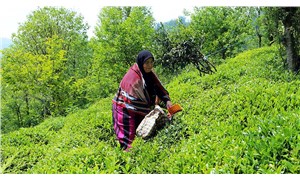 Giresun, Trabzon, Rize ve Artvin Valiliğinden çay hasadı açıklaması