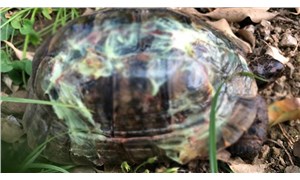Alanyadaki kaplumbağa vahşetine soruşturma
