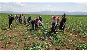 Sağlık Bakanlığından mevsimlik tarım işçilerine yönelik Covid-19 tedbirleri