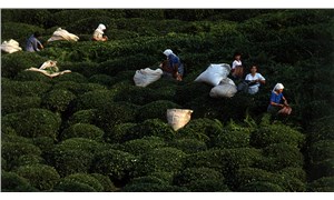 Çay üreticisi en az 4 TL istedi, hükümet 3,27 dedi: Zam değil, sadaka verdiler