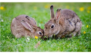 ABDde tavşanları etkileyen yeni ölümcül salgın