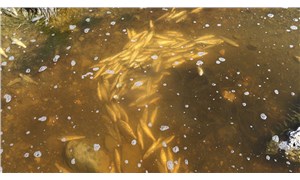 Van Gölü Havzası’ndaki balıklar yüksek su sıcaklığından ölmüş
