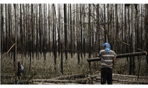 Salgın döneminde orman katliamı yüzde 150 arttı