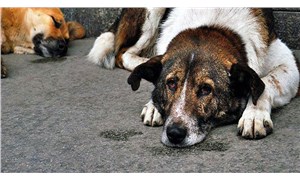 Köpeği sopayla döven kişiye barınakta hayvan bakma cezası