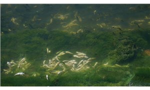 “Küçükçekmece Gölü’ndeki balık ölümleri oksijen eksikliğinden kaynaklanmış olabilir”
