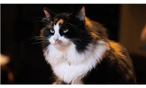 Koronavirüsün kedilerle ilişkisi üzerine yeni bilimsel araştırma