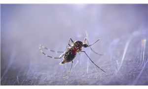 "Asya Kaplan Sivrisineği, İstanbul'a kadar geldi"