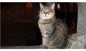 Ayasofyanın sembol kedisi Gli yaşamını yitirdi