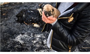 Konya’da 9 yavru köpek yakılarak katledildi!