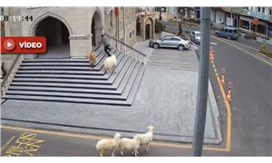 1 koyun, 1 keçi ve 3 kuzu, belediye binasına ‘baskın’ yaptı