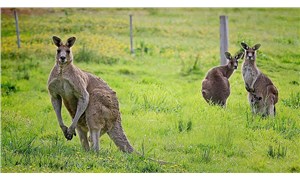 Araştırma: Kangurular insanlarla iletişim kurabilir