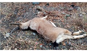 Pülümürde dağ keçisini öldüren 3 kişiye 83 bin 331 TL ceza