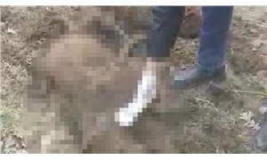 Bursada ormanlık alanda 20den fazla köpek, ölü olarak bulundu