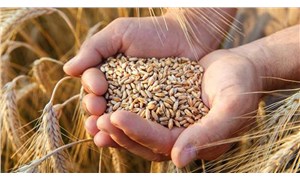 TMO’dan yeni ihale: Buğday ithalatı rekor seviyeye çıktı