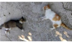 Mersinde yılbaşından bu yana zehirle öldürülmüş 15 kedi bulundu