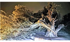 Denizlinin 500 yıllık ardıç ağacı fırtınaya dayanamadı