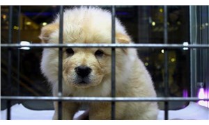 Rizenin İkizdere ilçesinde evcil hayvan satışı yasaklandı