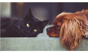 Sahipli kedi, köpek ve gelinciklerin kimliklendirilmesi zorunlu oluyor