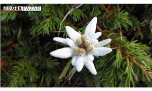 Dağ çiçeklerinin kraliçesi: Alp yıldızı
