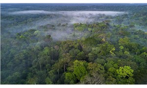 Amazon ormanlarının Facebooktan yasadışı bir şekilde satıldığı ortaya çıktı
