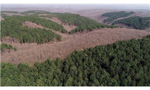 5 ormancılık meslek örgütünden çağrı: Ya koruyacağız ya yok olacağız