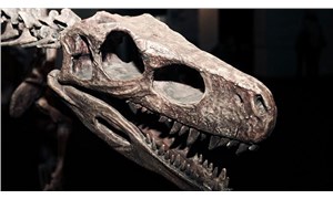 Şili’de yeni bir dinozor türü keşfedildi