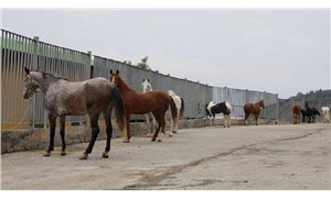Kayıp atlar olayında yeni iddia: Ülkü Ocaklarına verildi