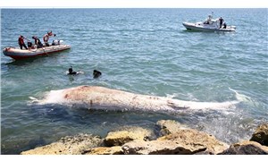 Mersinde sahile 8 metre uzunluğunda oluklu beyaz balina vurdu