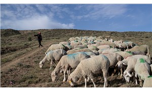 Anadolu'nun Afgan çobanları: Savaştan kaçıyor, başlık parası peşinde koşuyorlar