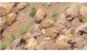 Dersim'de 77 koyun uçurumdan atlayarak yaşamını yitirdi