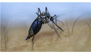 İstanbulda Asya Kaplan Sivrisineğinin popülasyonu artıyor