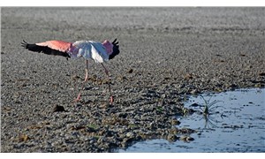 Tuz Gölü için yeni uyarı: Ölümlerden sonra flamingolar göle gelmeyebilir