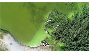 Uluabat Gölü yeşile büründü