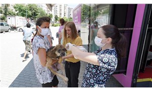 İstanbul'un sokak hayvanları, Vetbüs ile aşılanıp muayene ediliyor