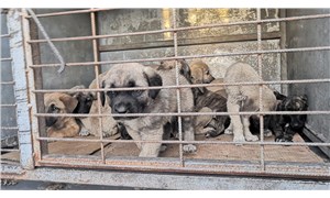 Kulu Belediyesi aracıyla yol kenarına bırakılan 50 yavru köpekten 20'si öldü