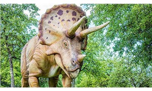 En büyük boynuzlu dinozor "Big John"un kalıntıları 8 milyon dolara satıldı