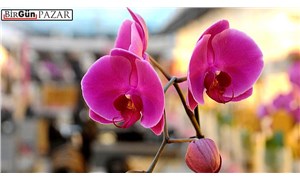 85 milyon yaşındaki orkideler
