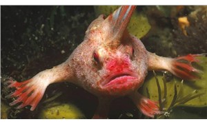 Avustralya’da 22 yıl aradan sonra ilk kez pembe el balığı görüldü