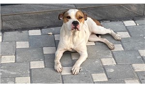 İBB barınaklarına yasaklı tür olarak belirlenen 35 köpek bırakıldı