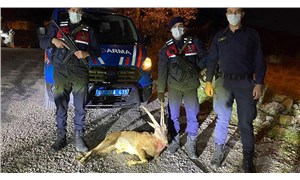 Antalya'da koruma altındaki yaban keçisini öldürdüler: 71 bin lira ceza
