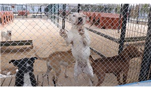 Bakan Pakdemirli: Kayıt süresi uzatılmayacak, barınağa alınan köpek iade edilmeyecek