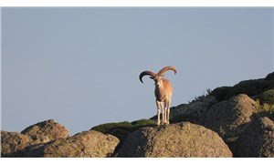 Konya'da yaban koyunu ve yaban keçilerinin av ihalesi iptal edildi