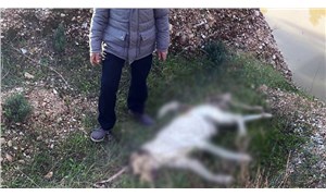 Muğla'da bir çoban köpeği işkence yapılarak öldürüldü!