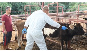 Konyaaltı Belediyesi’nden hayvan üreticisine aşı, tohum ve gübre desteği