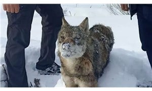 Sivas'ta bir kurt donmuş halde ölü bulundu
