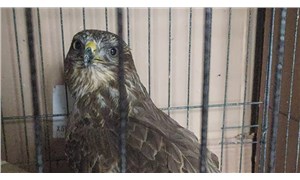 Karabük'te kızıl şahinin kanat tüylerini kestiler: Artık uçmuyor