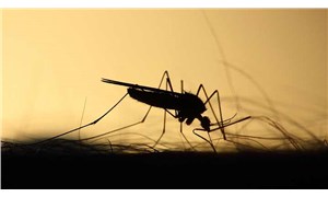 Sivrisinekler kırmızı, turuncu ve siyah giyenleri daha çok ısırıyor
