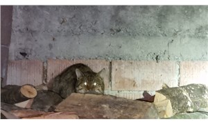 Nesli tükenme tehlikesi altındaki yaban kedisi, kümeste bulundu
