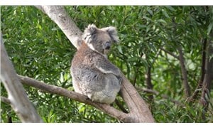 Avustralya'nın doğusundaki koalalar nesli tükenme tehlikesindeki tür listesine alındı