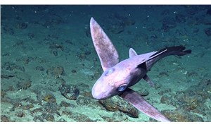 Yeni Zelanda'da hayalet köpek balığı yavrusu bulundu